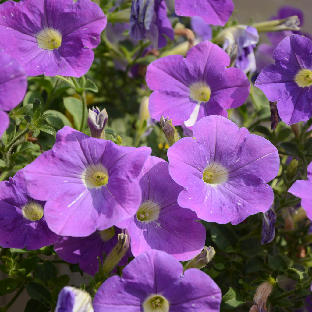 Фиолетовые цветы петунии в лучах солнца