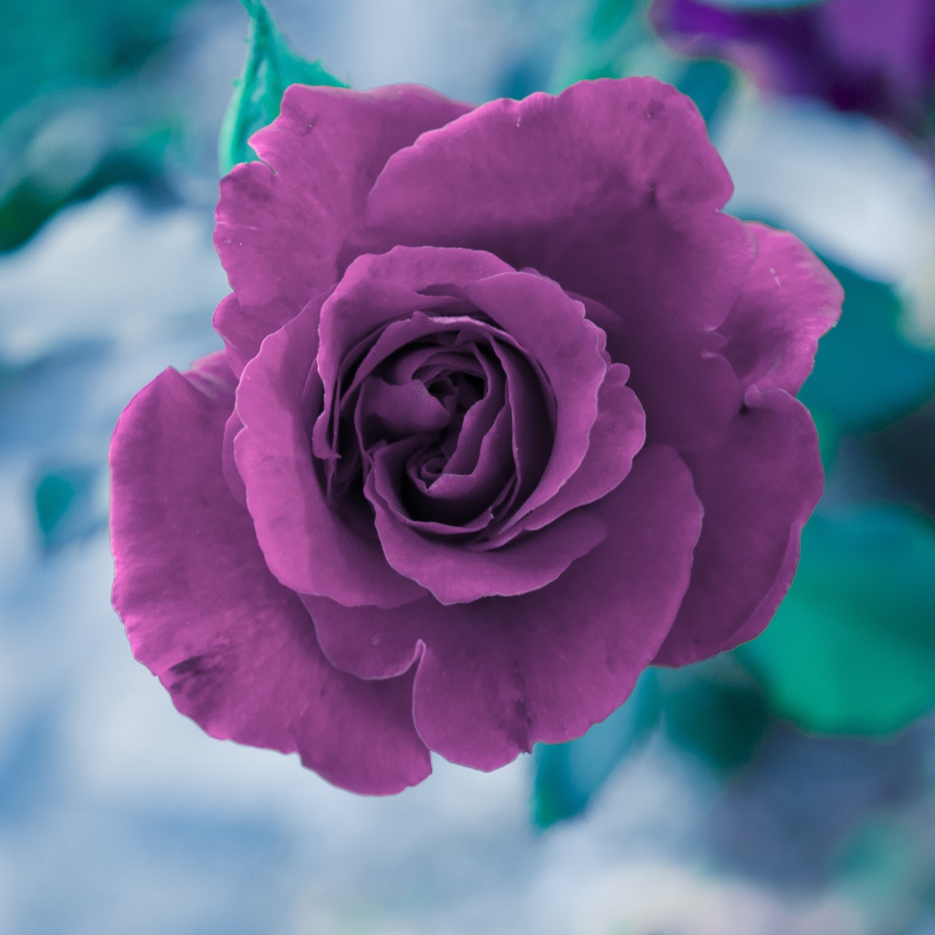 Фиолетовая роза вид сверху 