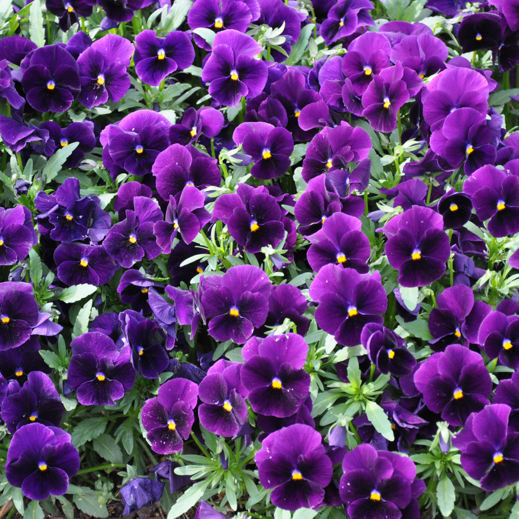 Фиолетовые маленькие цветы анютины глазки 