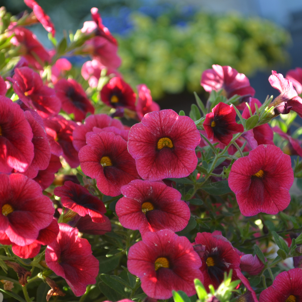 Красные садовые цветы калибрахоа