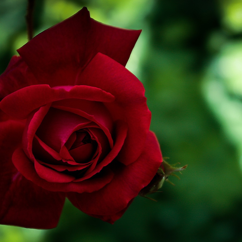 Красная красивая садовая роза крупным планом