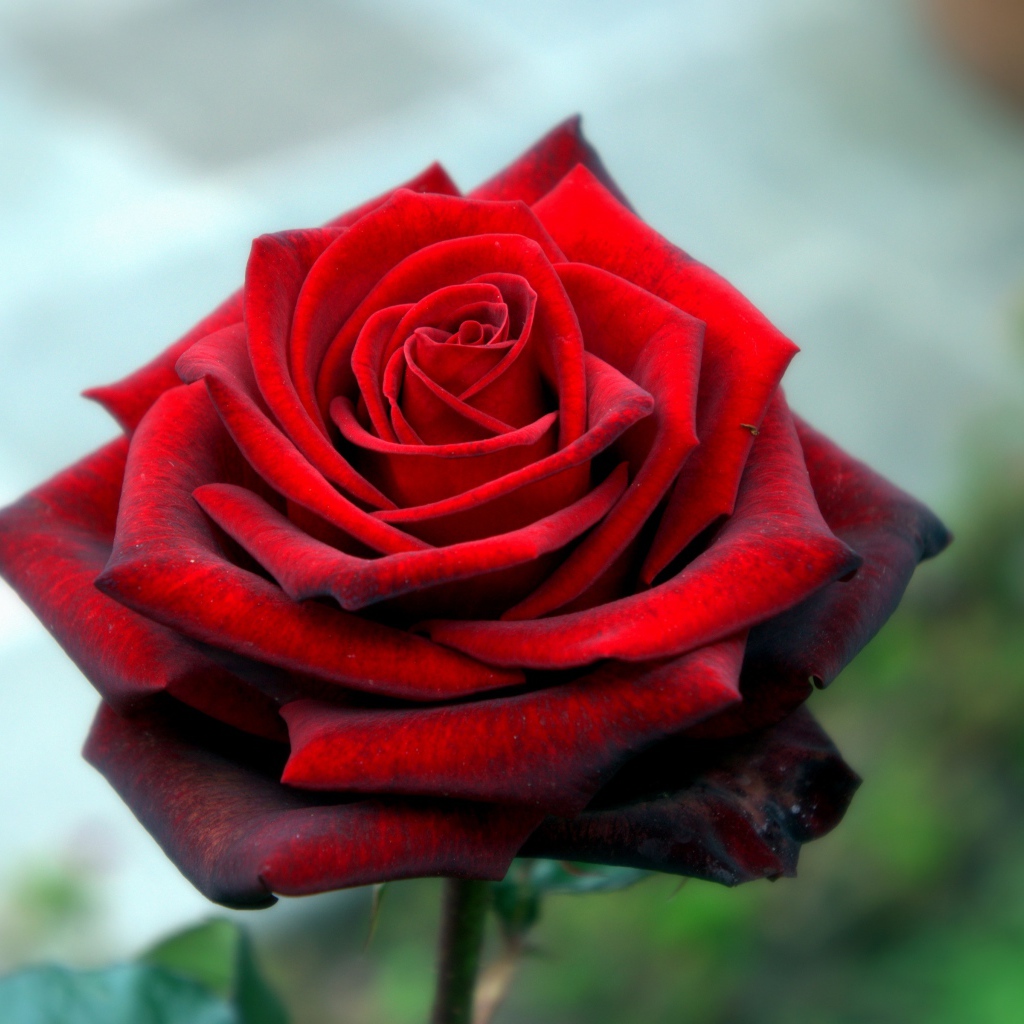 Красная красивая роза крупным планом