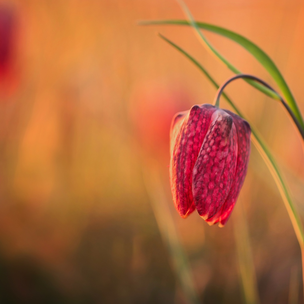 Красный цветок рябчик шахматный