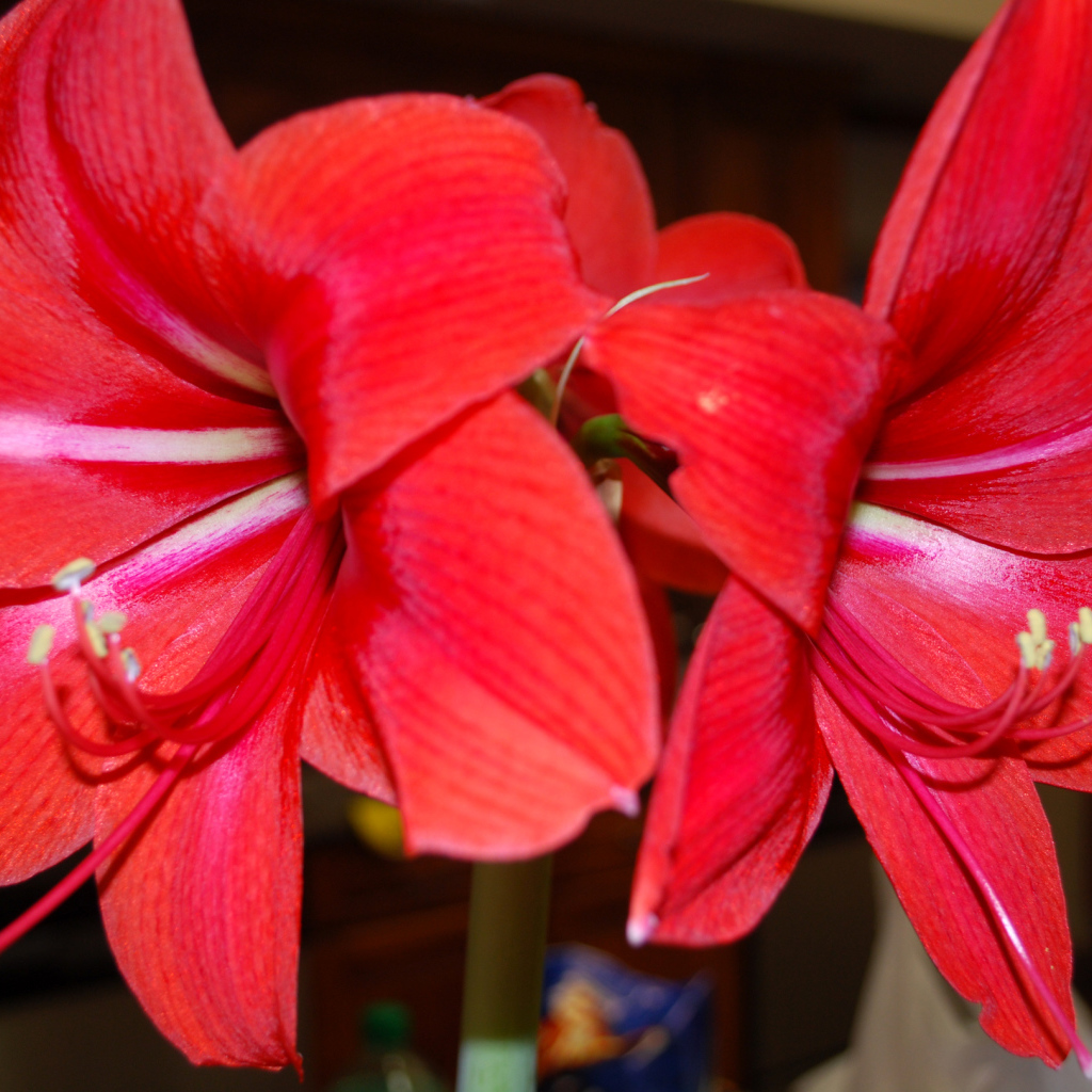 Красные цветы амариллис 