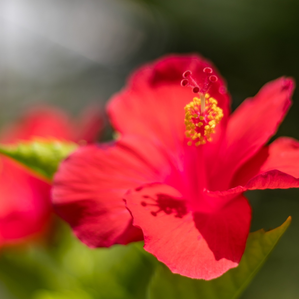 Красный цветок гибискуса в лучах солнца крупным планом 