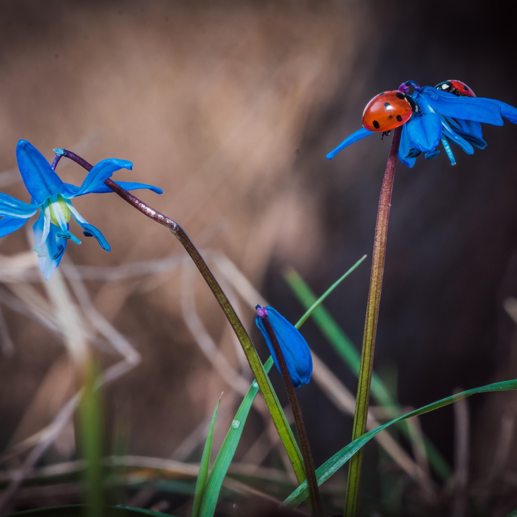 Красные божьи коровки на голубых весенних цветах 