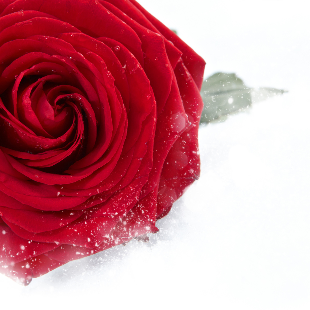 Красная крупная роза в снегу