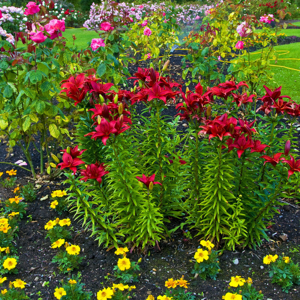 Красные лилии и розы на клумбе