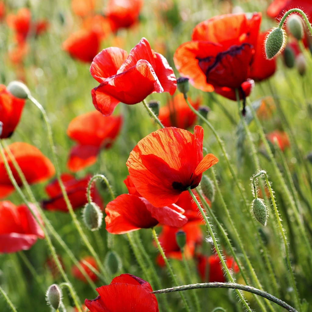 Красные полевые маки летом крупным планом