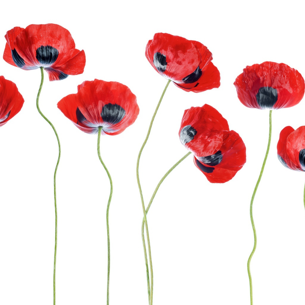 Красные маки на белом фоне