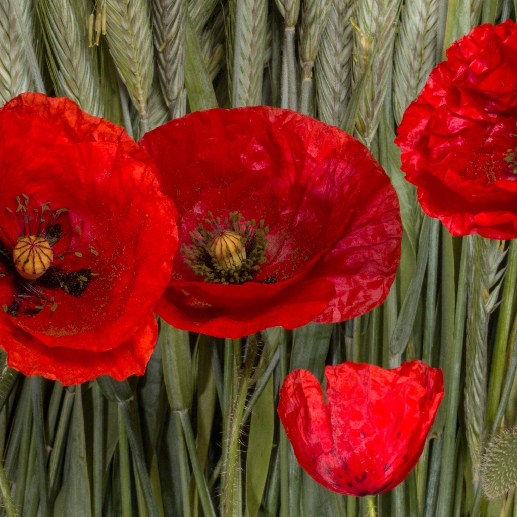 Красные цветы мака на зеленых колосках пшеницы 