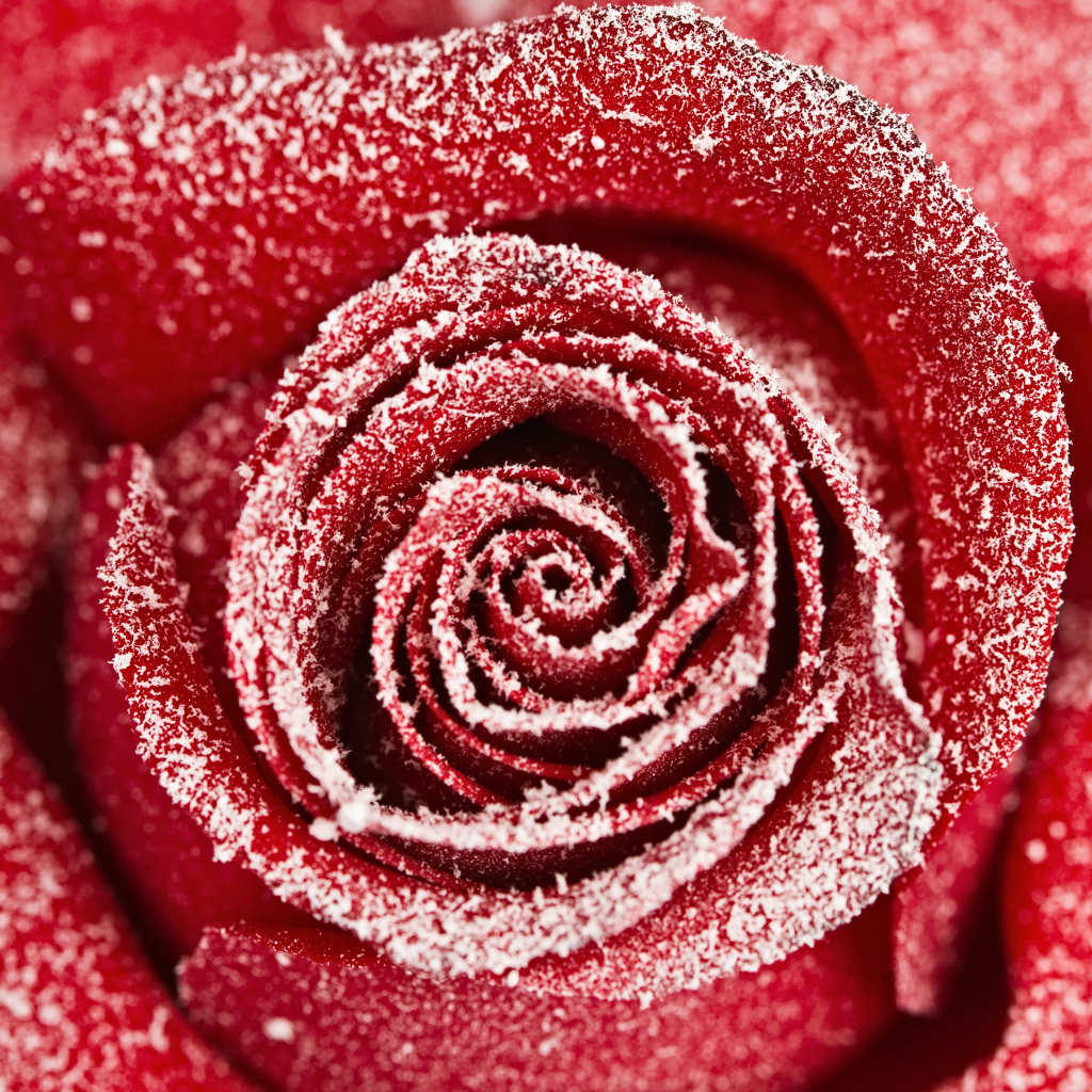 Красная роза покрытая инеем крупным планом 