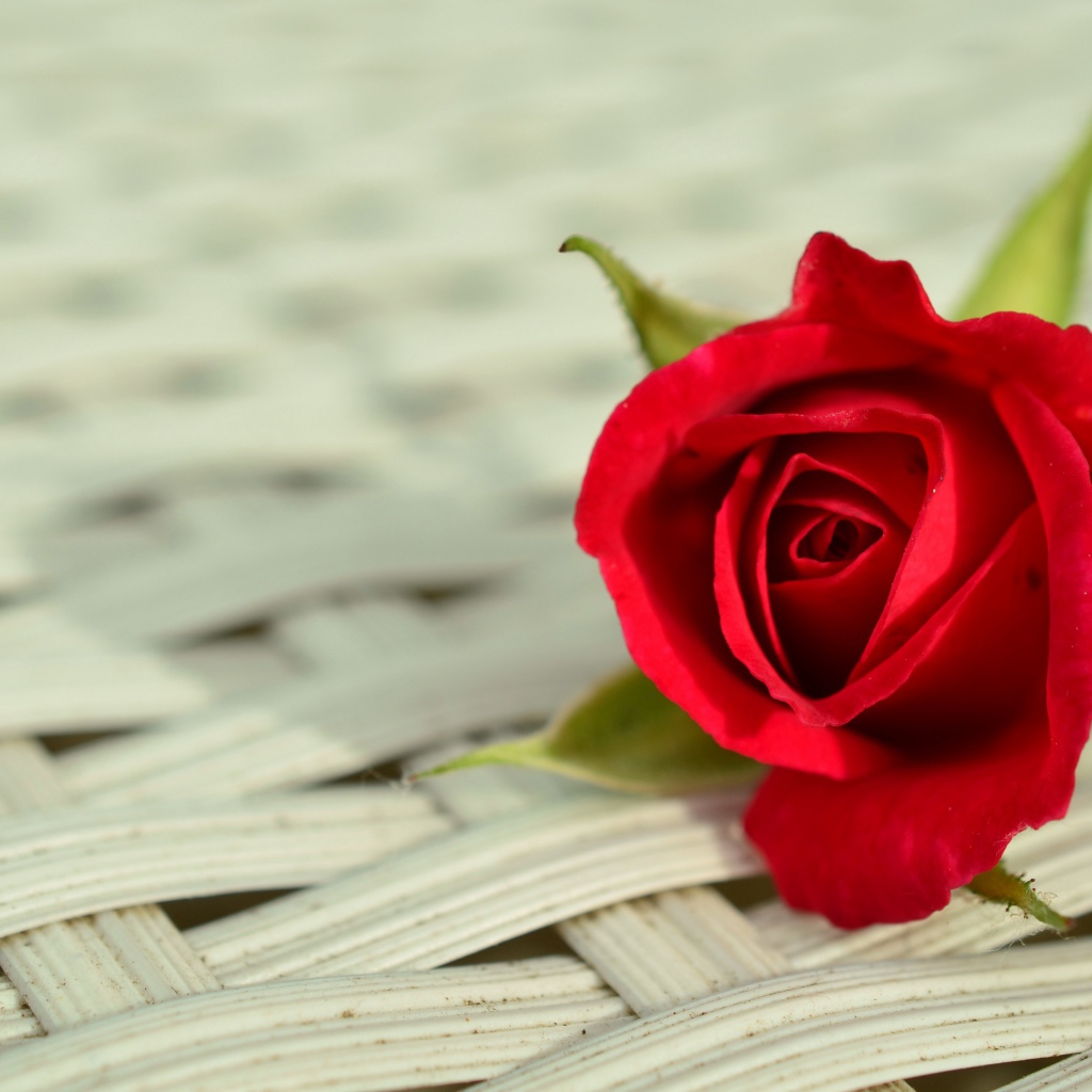 Красный цветок розы на плетеной поверхности 