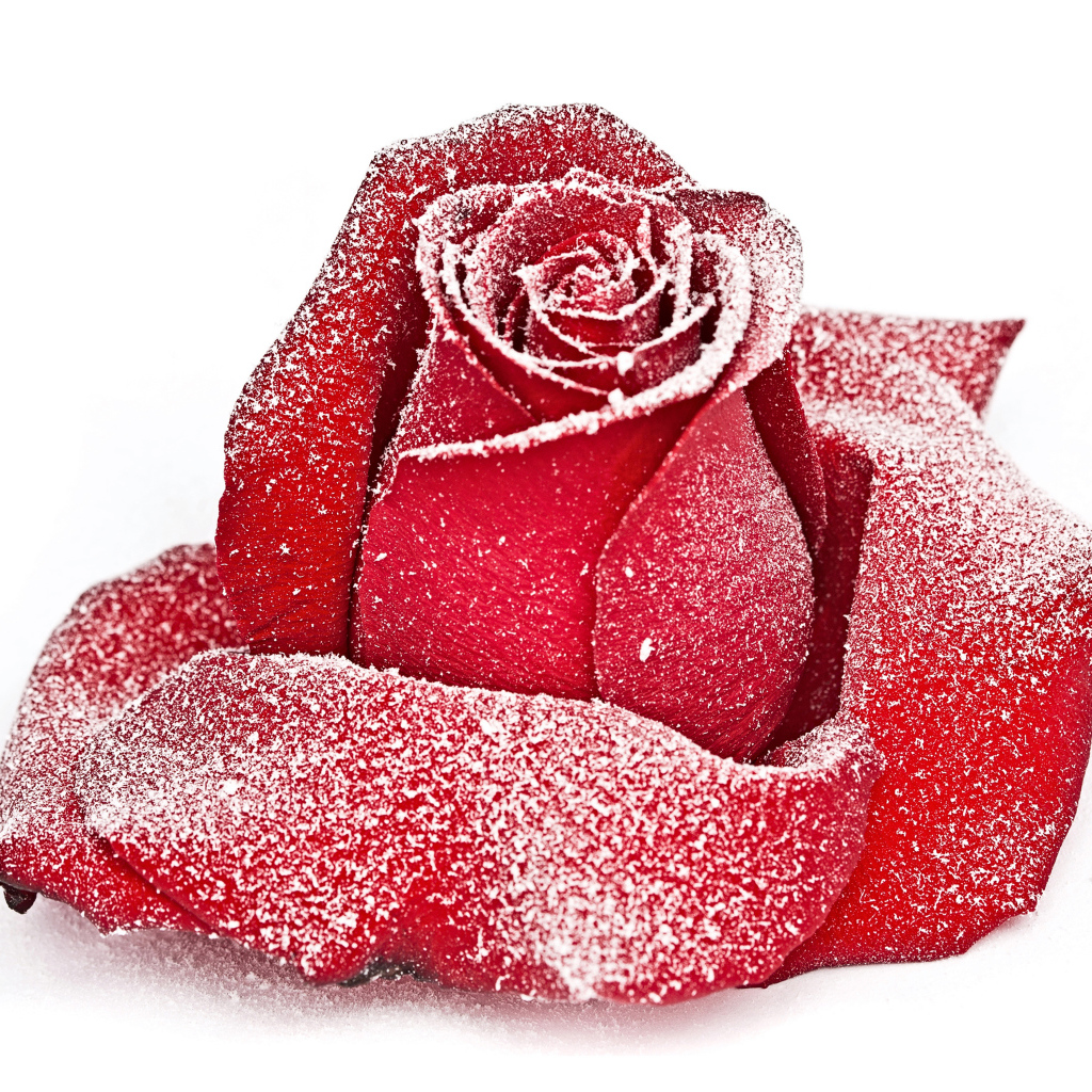 Сорванная красная роза в инее на снегу 
