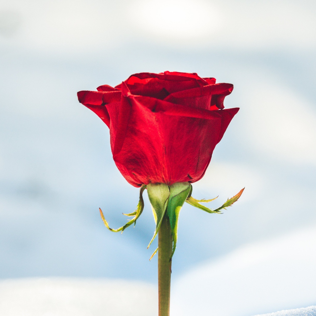 Красная роза вставлена в снег