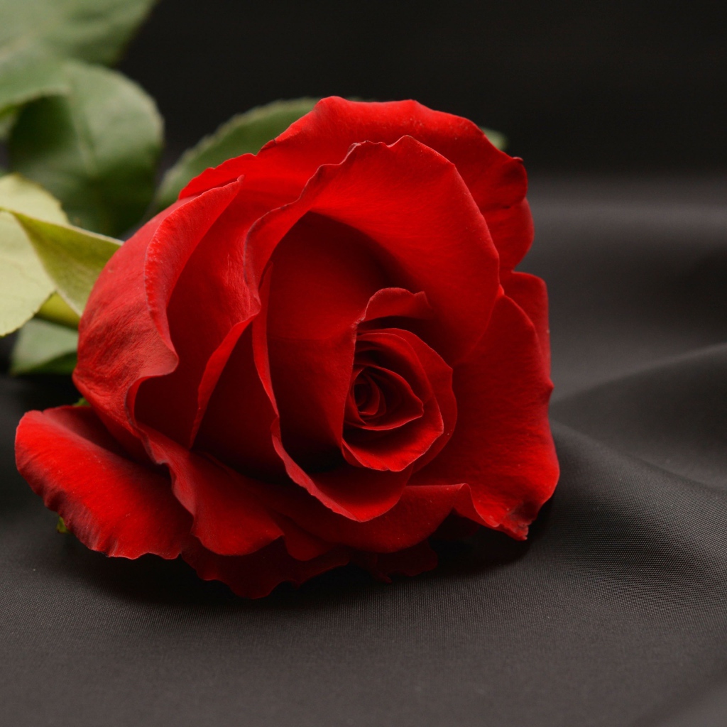 Красная роза на сером фоне