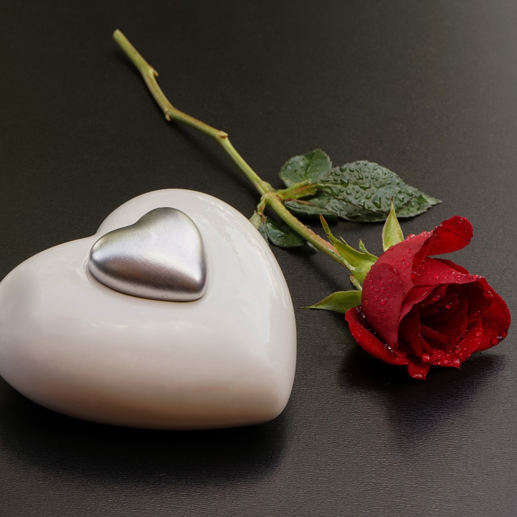 Красная роза с большим белым сердцем на сером фоне