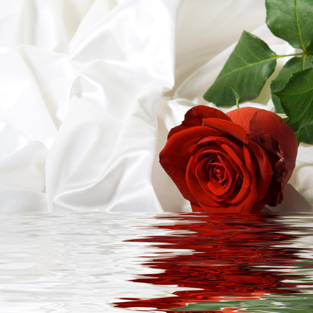 Красная роза с белой шелковой тканью в воде
