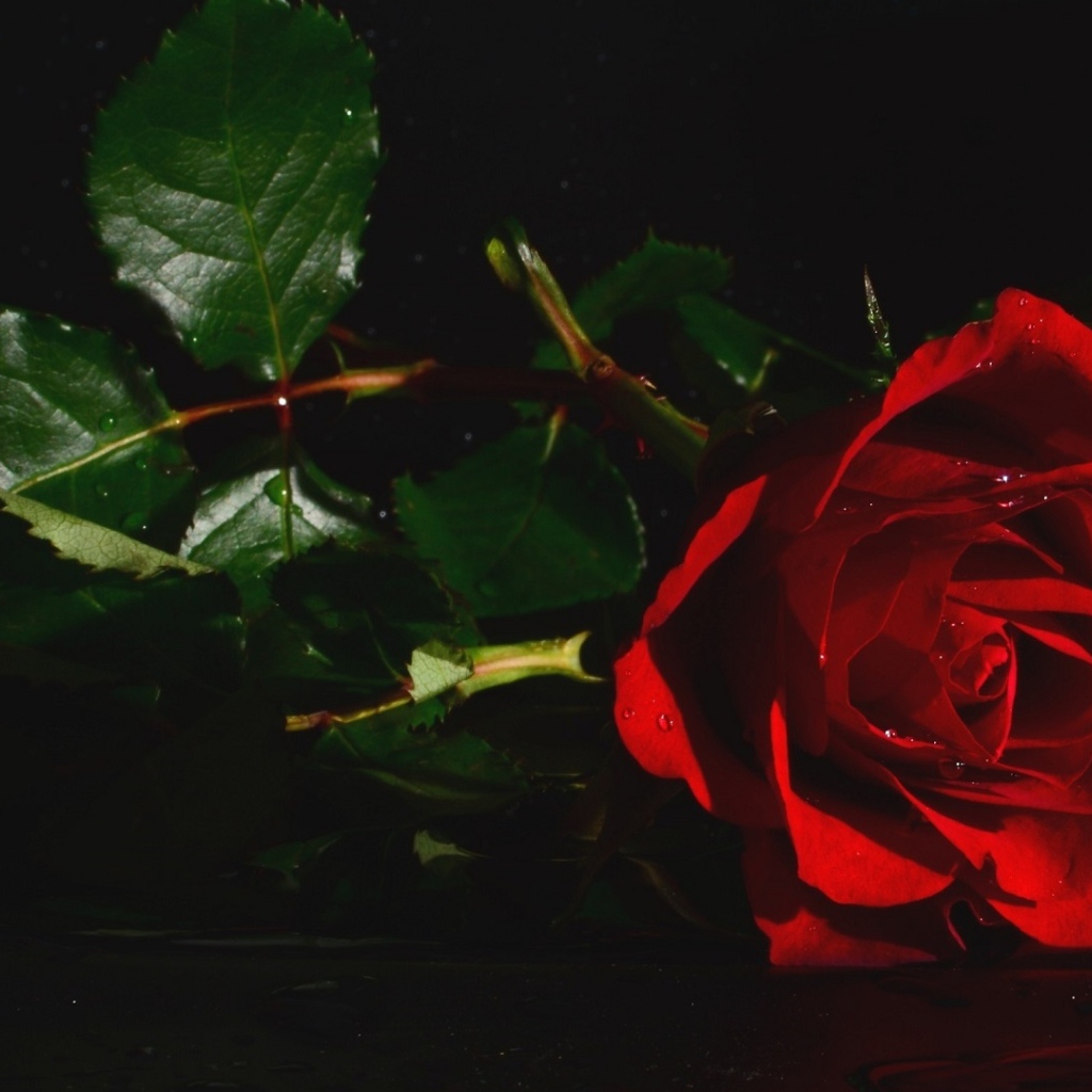 Красная роза с зелеными листьями в воде