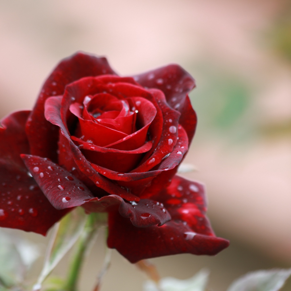 Красная роза с каплями дождя на лепестках крупным планом