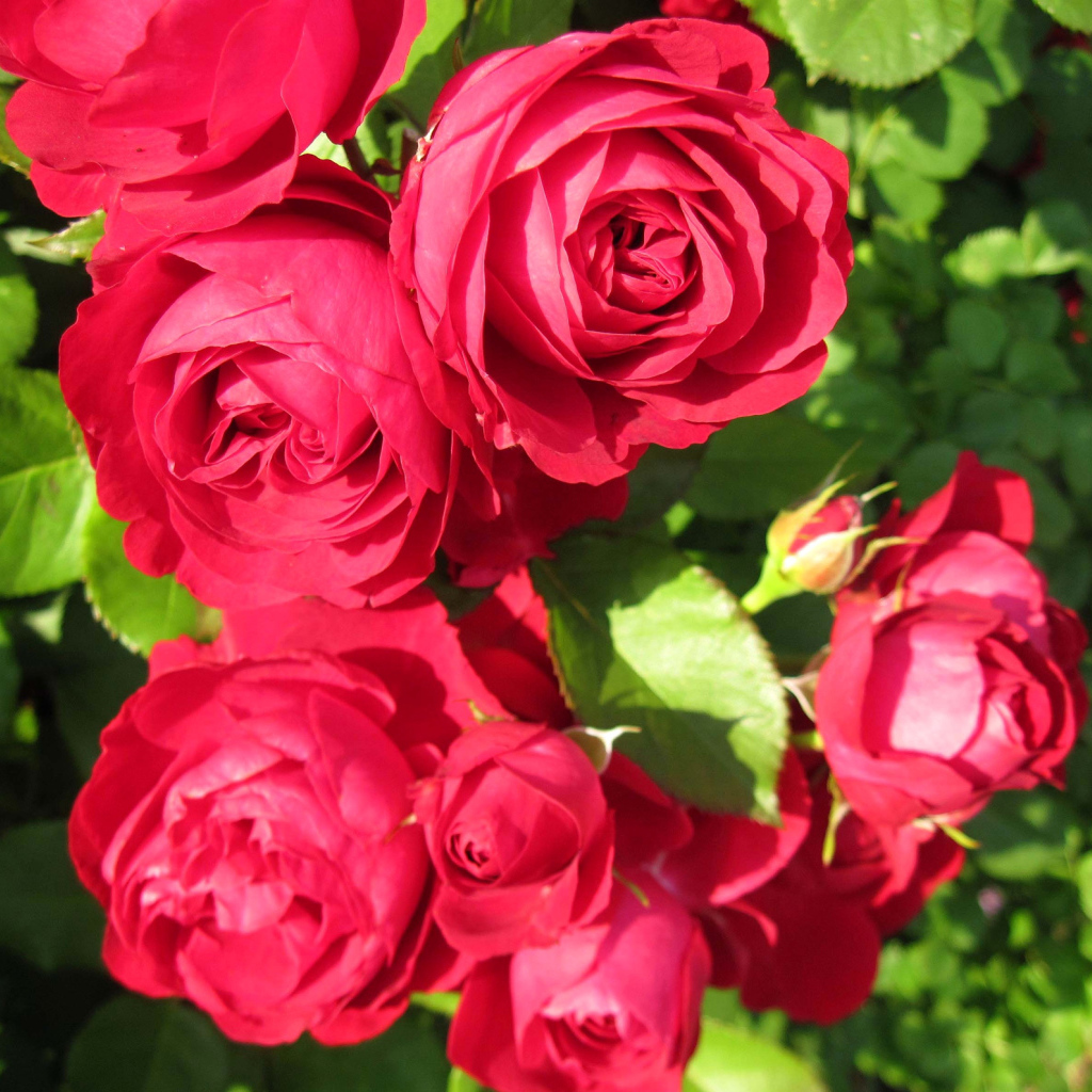 Красные розы крупным планом