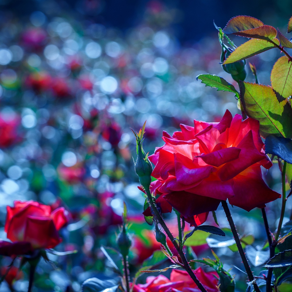 Красные розы с бутонами в саду