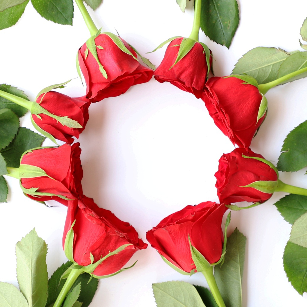 Красные розы с зелеными листьями на белом фоне