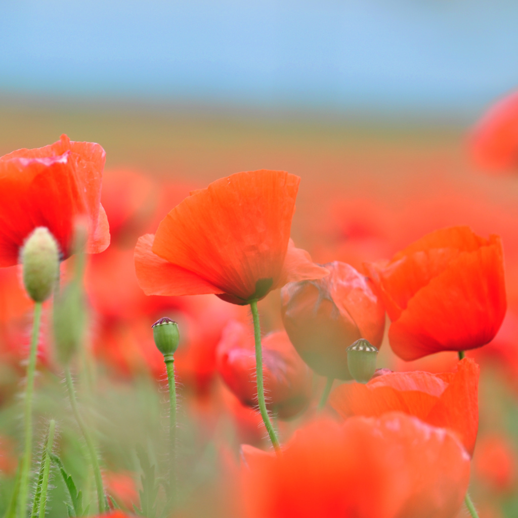 Красные летние полевые маки крупным планом 