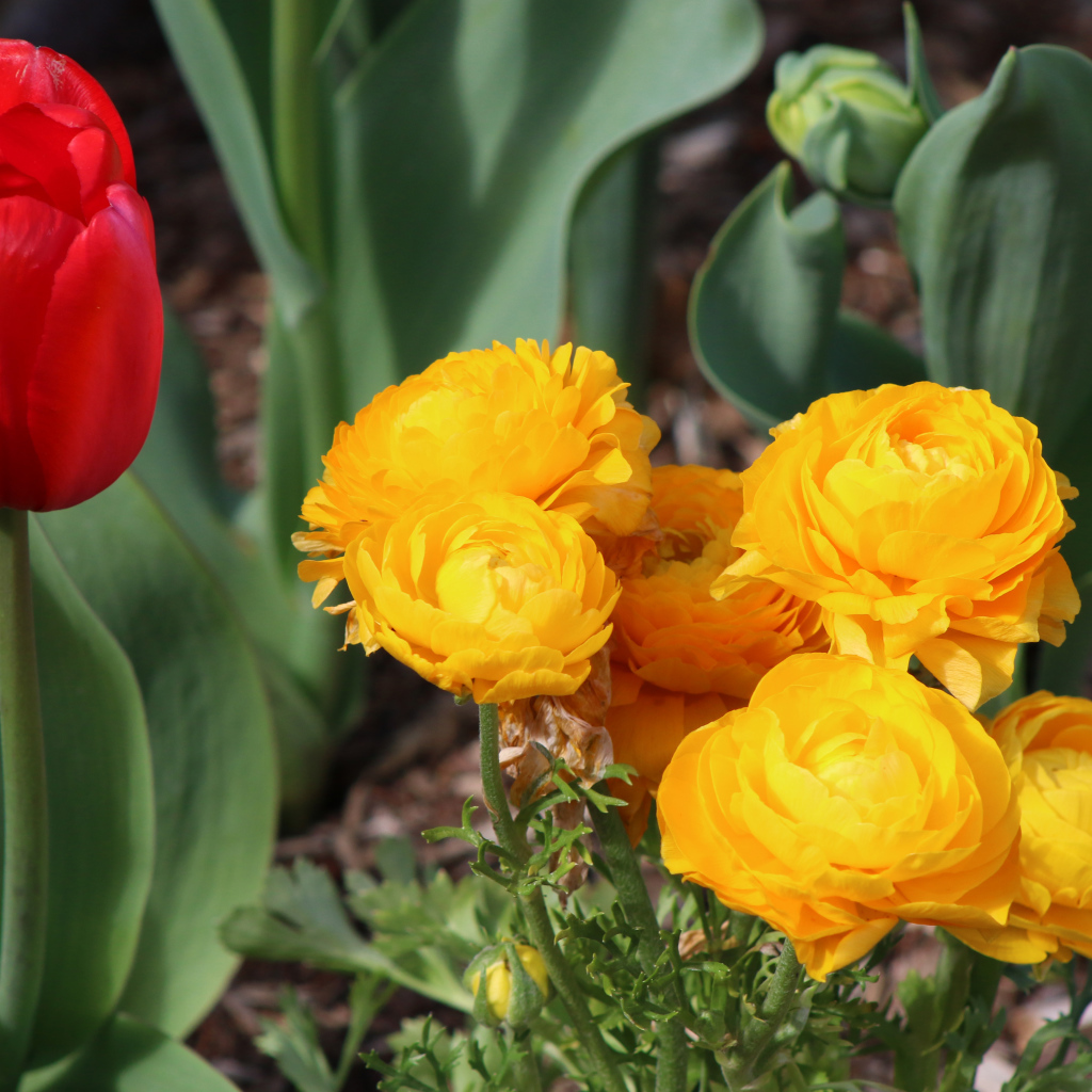 Красный тюльпан и желтые лютики на клумбе
