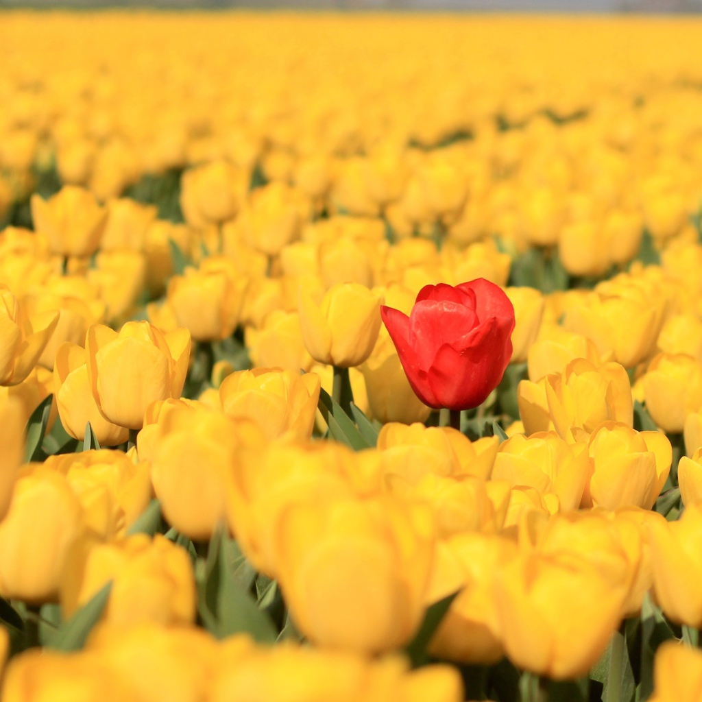 Красный тюльпан на поле с желтыми тюльпанами
