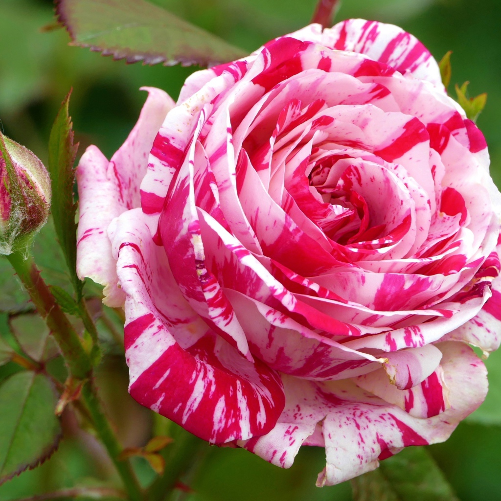 Роза с красивой расцветкой с бутоном