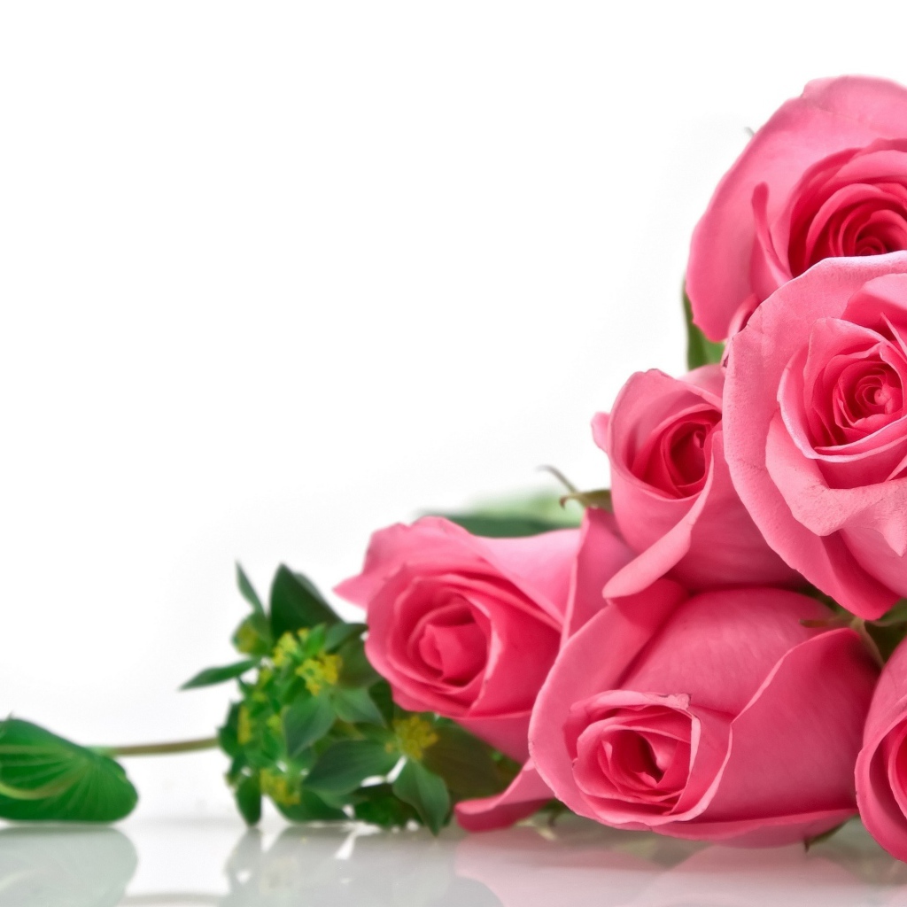 Розы на белом фоне, фон для поздравительной открытки