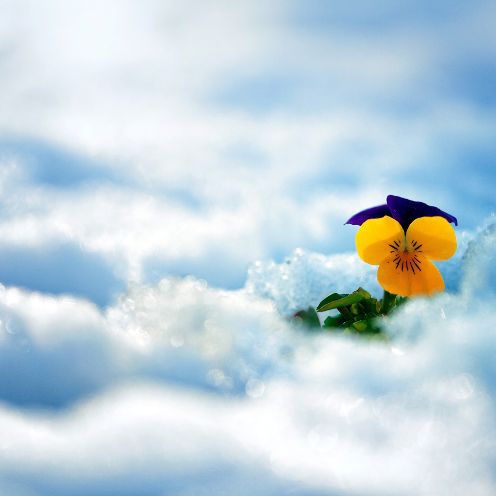 Маленький нежный цветок анютины глазки в снегу