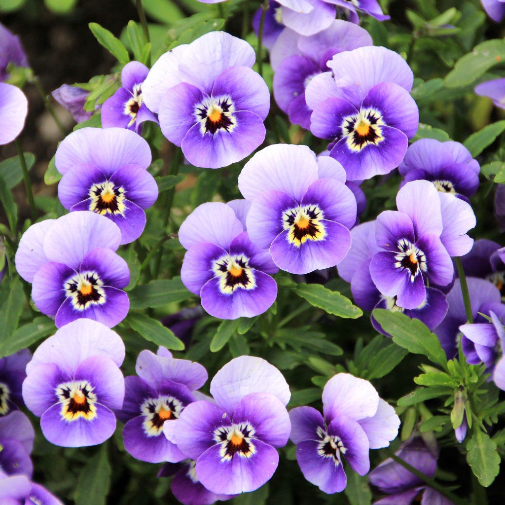 Маленькие нежные фиолетовые цветы анютины глазки