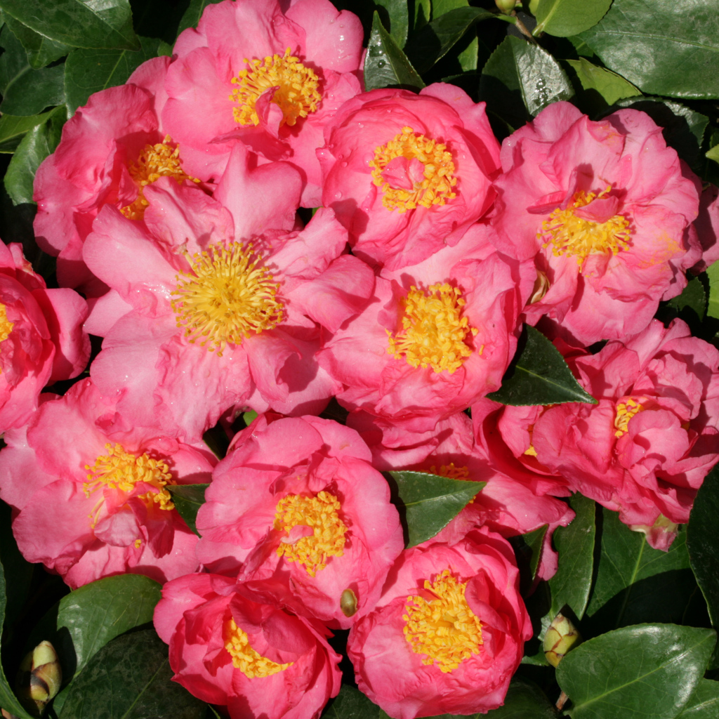 Мелкие розовые цветы камелии крупным планом