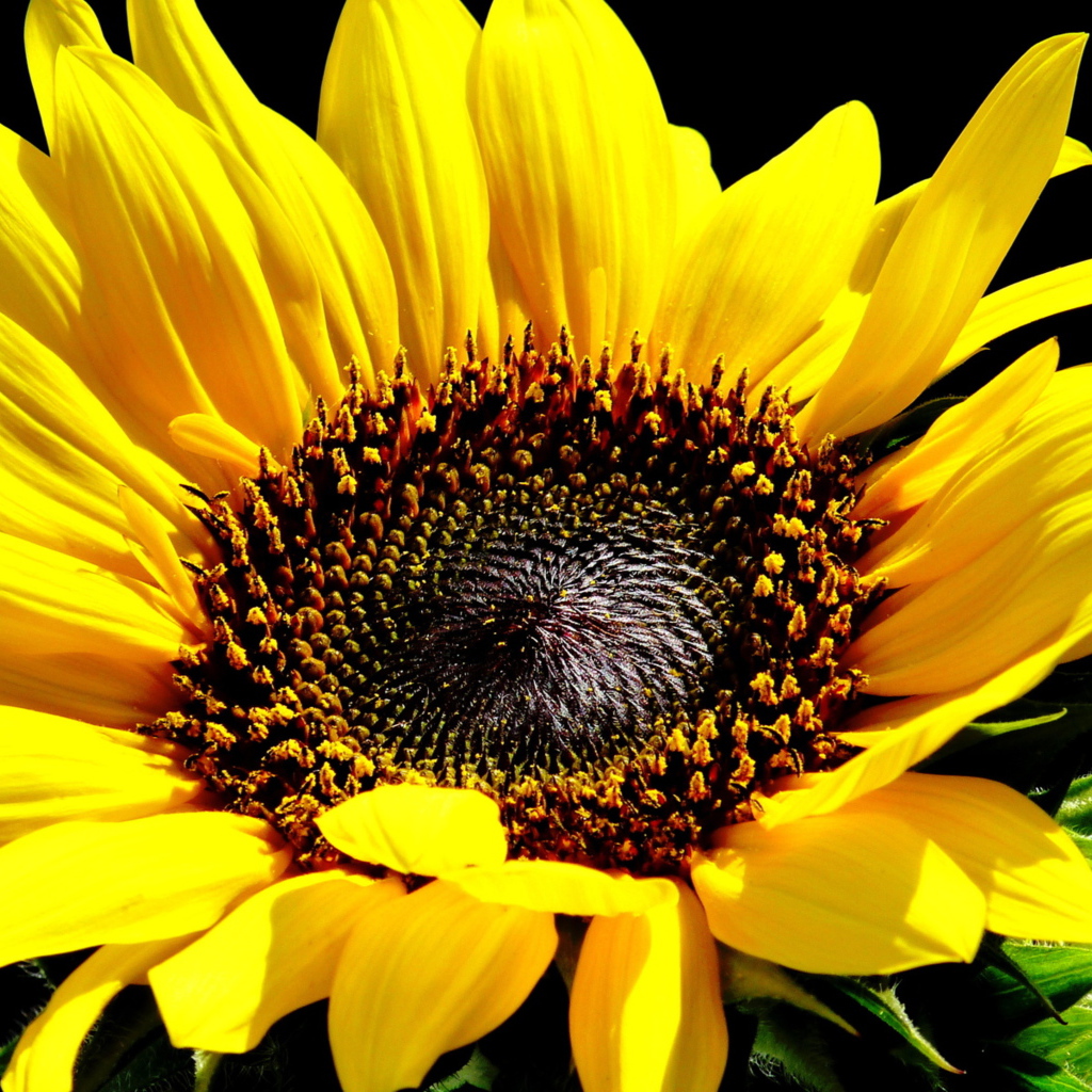 Цветок подсолнуха крупным планом на черном фоне 