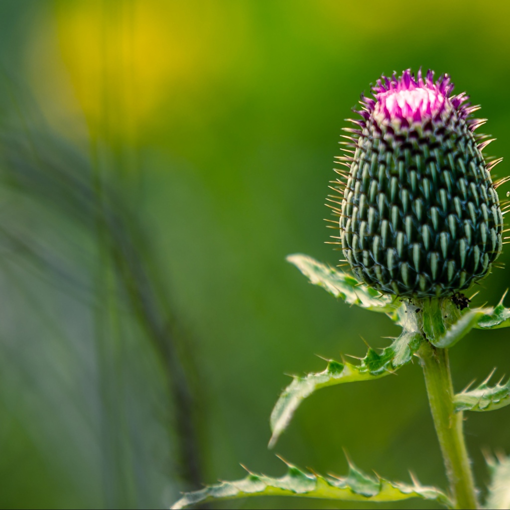 Нераспустившийся цветок чертополоха на зеленом фоне