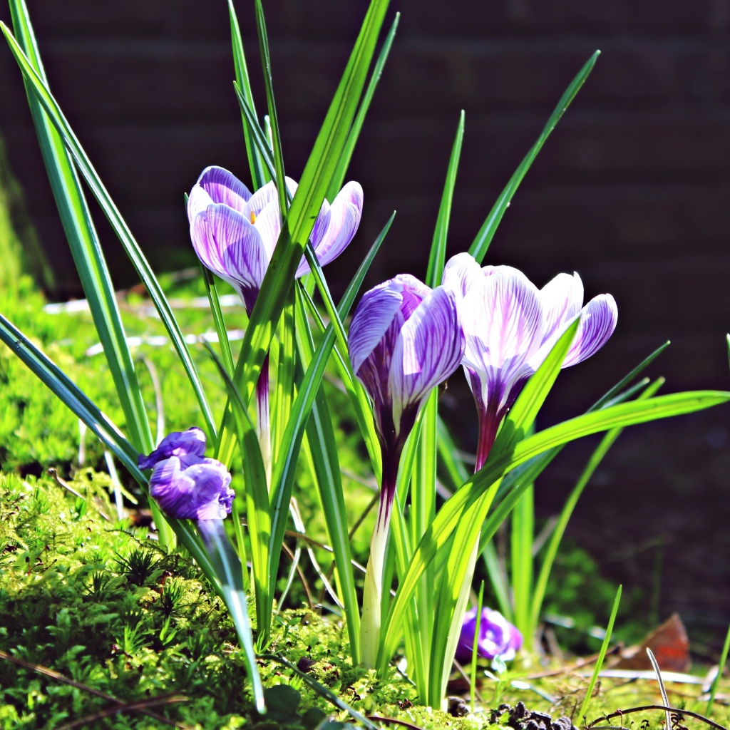 Первые весенние цветы крокусы в лучах солнца