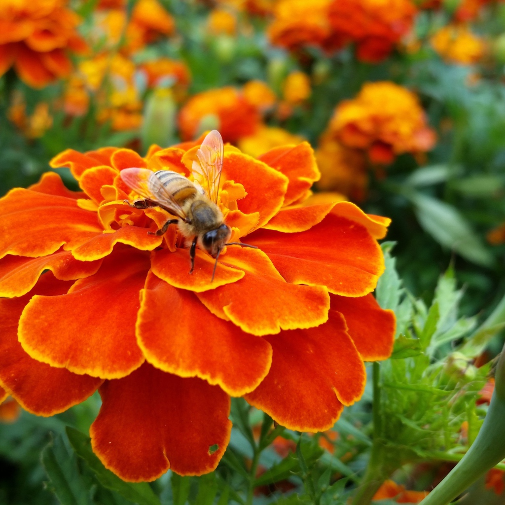 Оса сидит на красивом оранжевом цветке бархатца