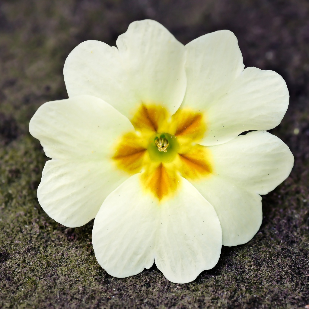 Белый цветок примулы лежит на земле