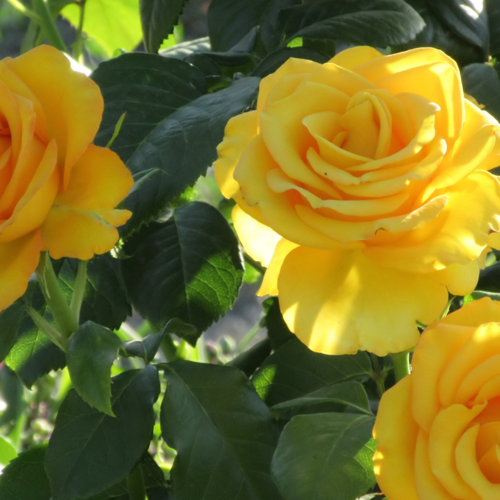 Three beautiful delicate yellow roses on a bed