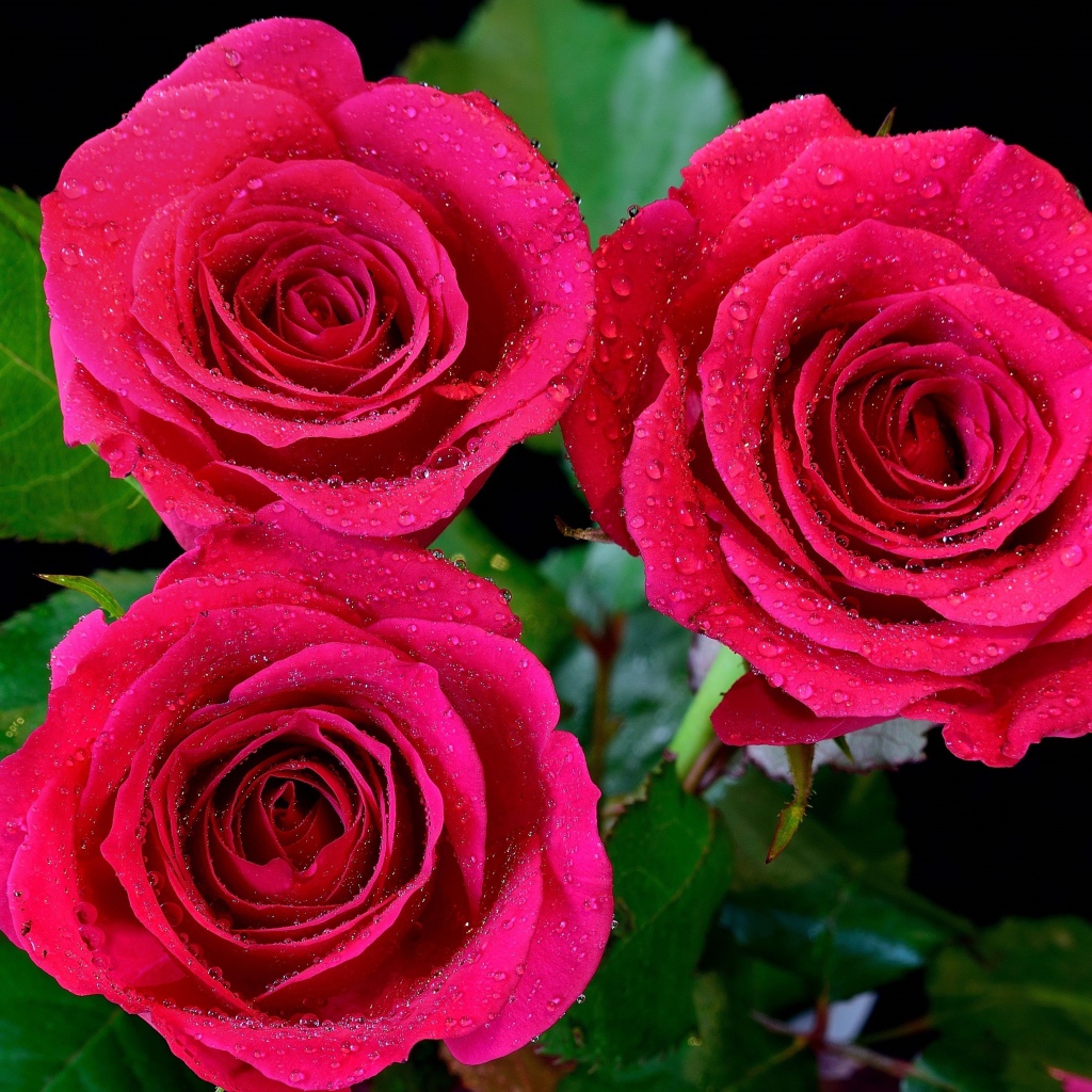 Три красивых розовых розы в каплях воды