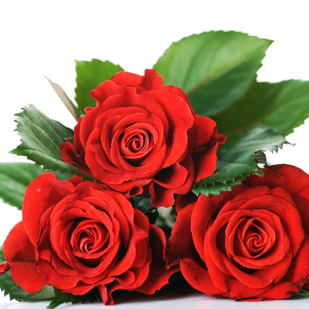 Три красивые красные розы на белом фоне с зелеными листьями