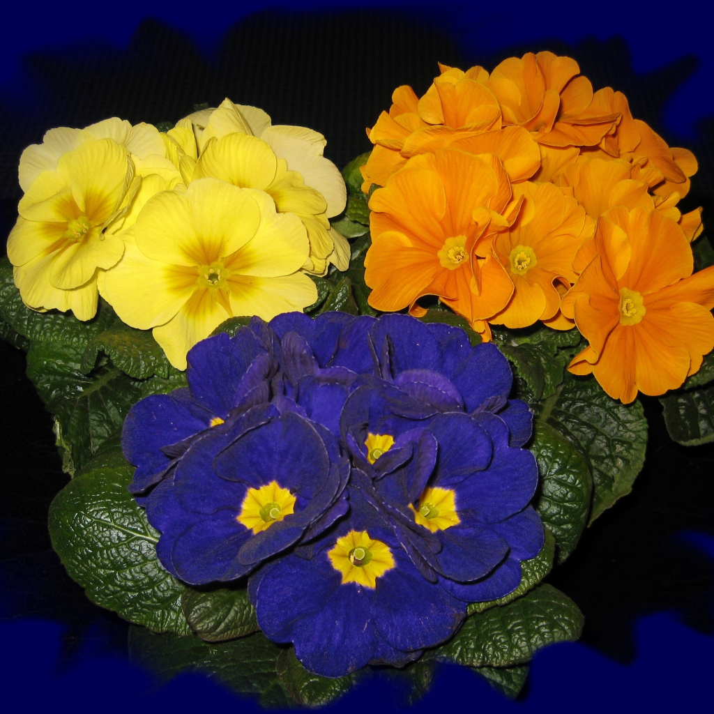 Три разноцветных комнатных цветка примула на синем фоне