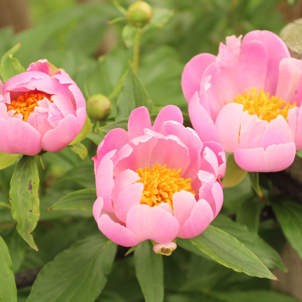 Три розовых цветка пиона