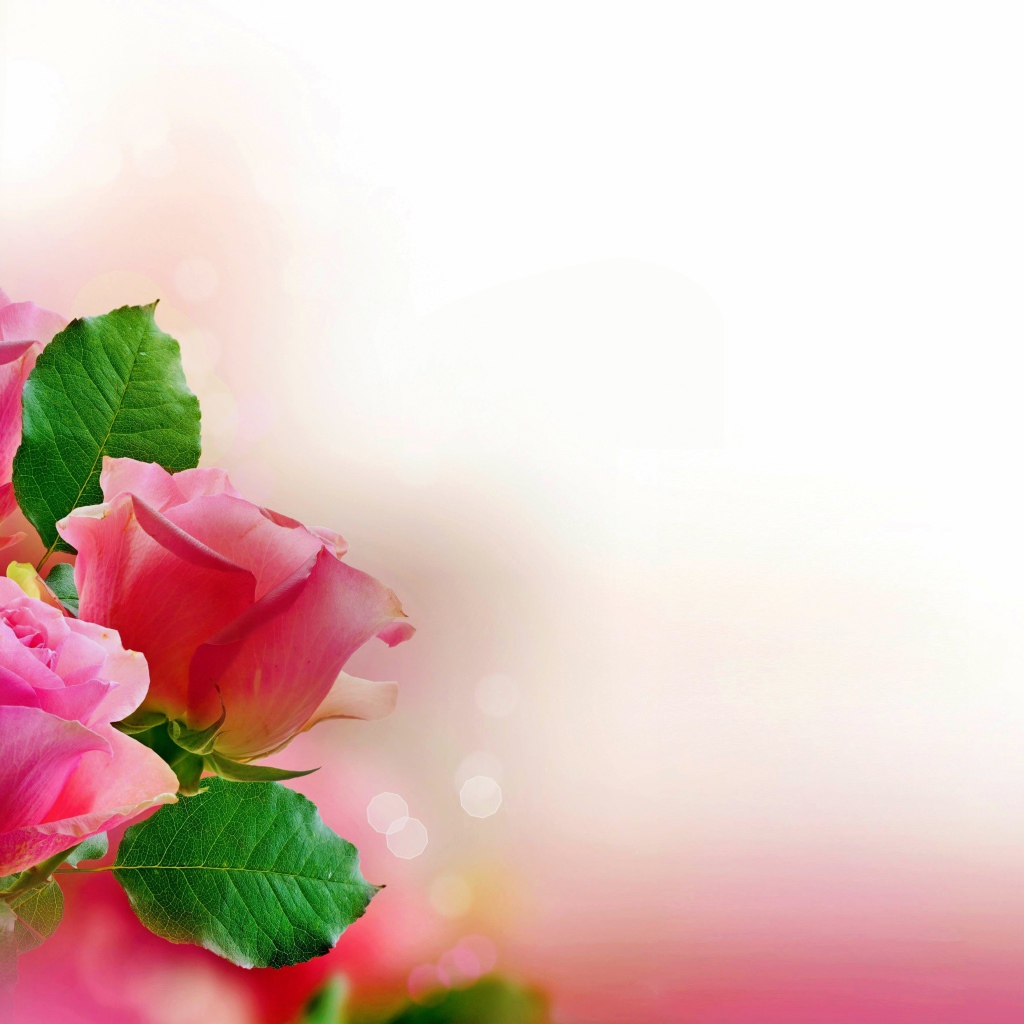 Три розовых розы, шаблон для открытки 