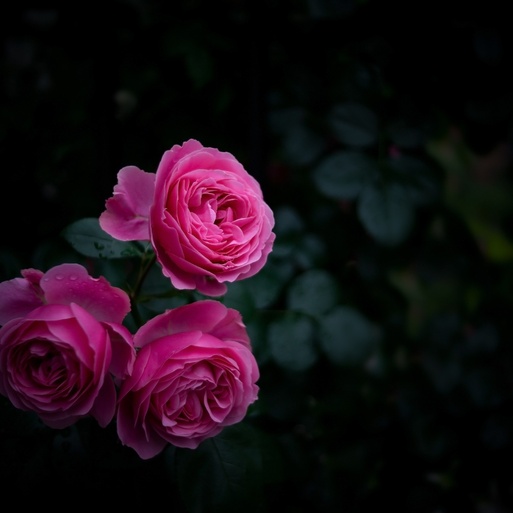 Три розовые розы на клумбе