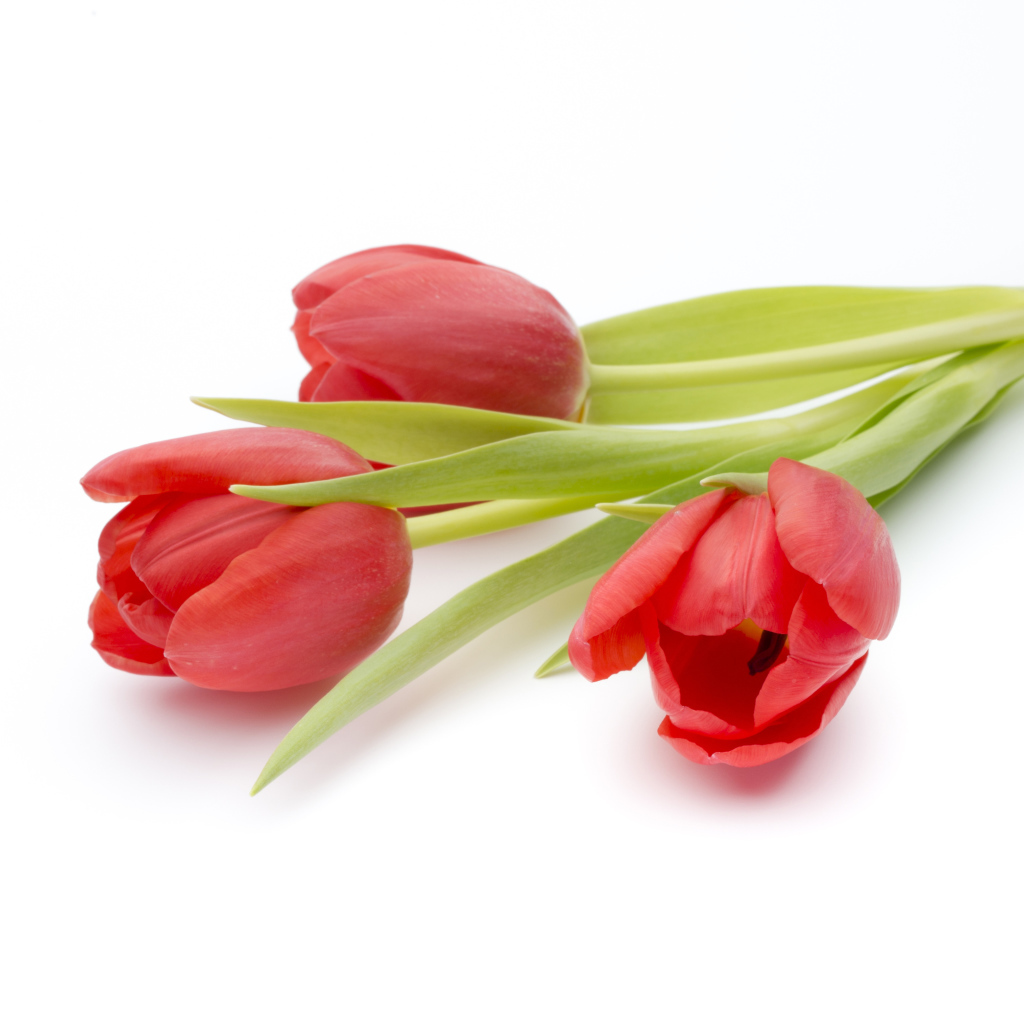 Три красных тюльпана на белом фоне
