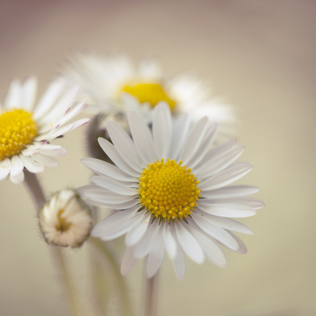 Три белые ромашки крупным планом