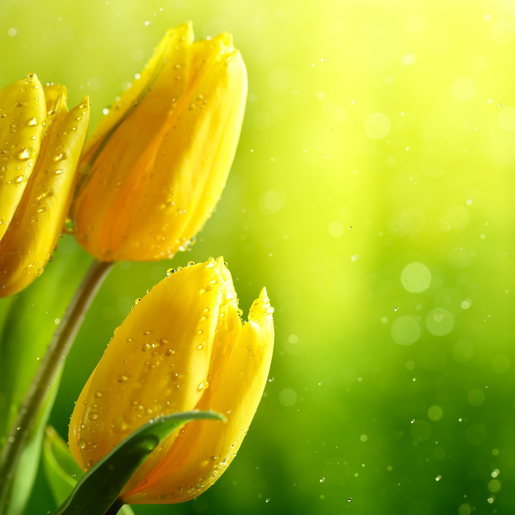 Три желтых тюльпана в каплях воды фон для открытки